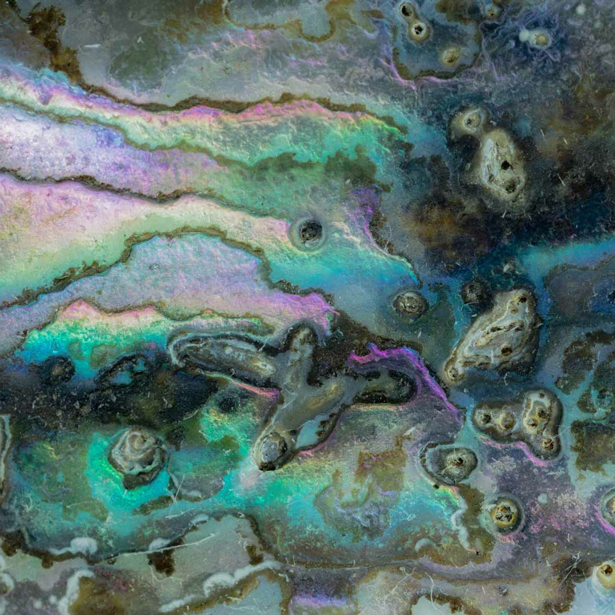 abalone_texture-background